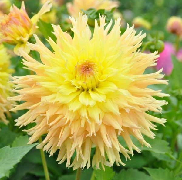 Dahlia 'Mingus Joshua'