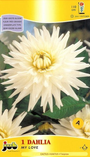 Dahlia 'My Love'