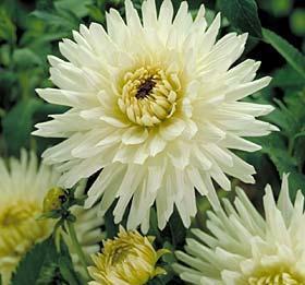Dahlia 'My Love'