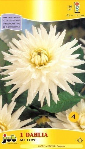 Dahlia 'My Love'