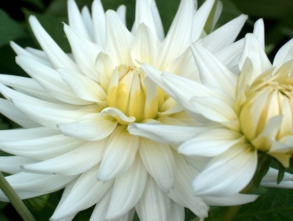 Dahlia 'My Love'