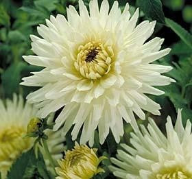 Dahlia 'My Love'
