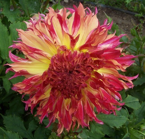 Dahlia 'Myrtle'S Folly' / 'MD 69' / 'Aiyana''