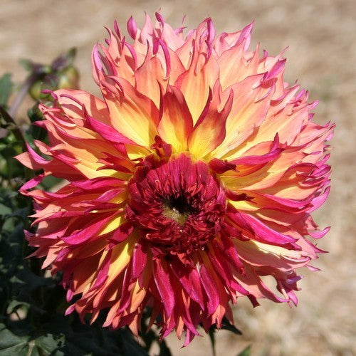 Dahlia 'Myrtle'S Folly' / 'MD 69' / 'Aiyana''