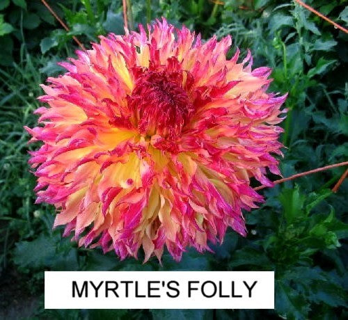 Dahlia 'Myrtle'S Folly' / 'MD 69' / 'Aiyana''