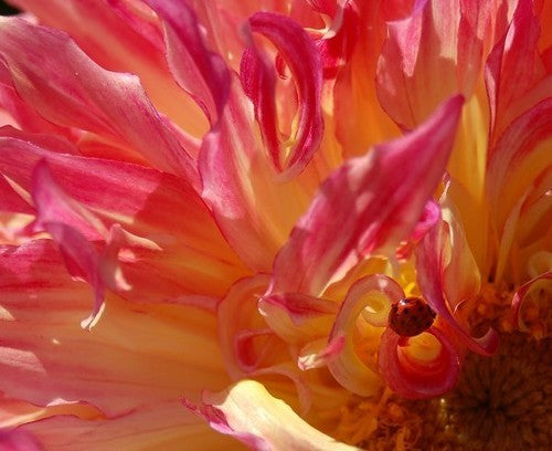 Dahlia 'Myrtle'S Folly' / 'MD 69' / 'Aiyana''