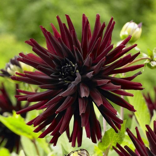 Dahlia 'Nuit d'Eté' / 'Black Jack''