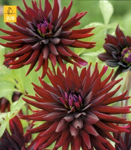 Dahlia 'Nuit d'Eté' / 'Black Jack''