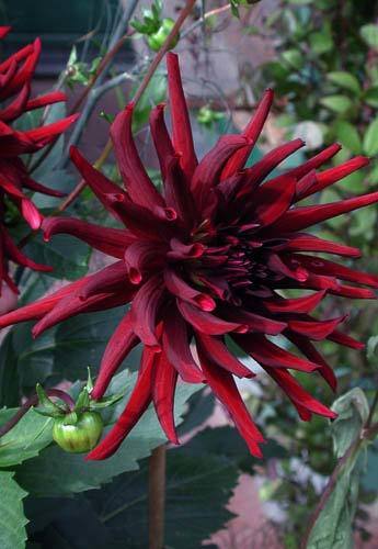 Dahlia 'Nuit d'Eté' / 'Black Jack''