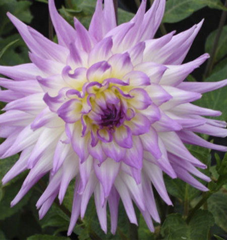 Dahlia 'Orchid Princess'