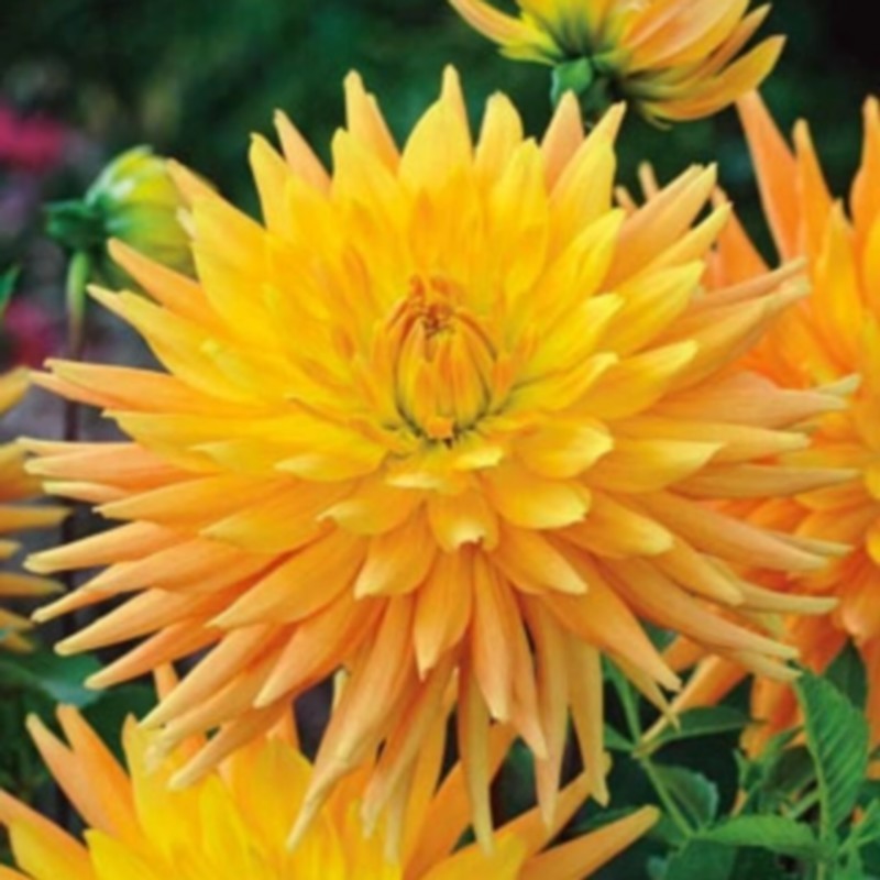Dahlia 'Gold Crown'