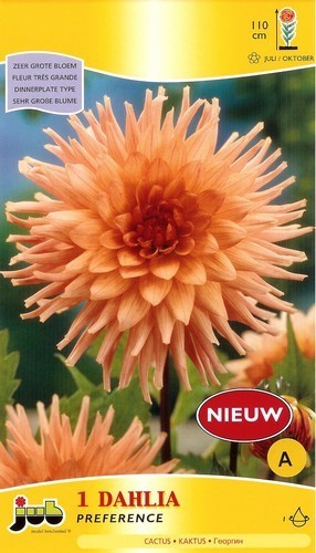 Dahlia 'Preference'