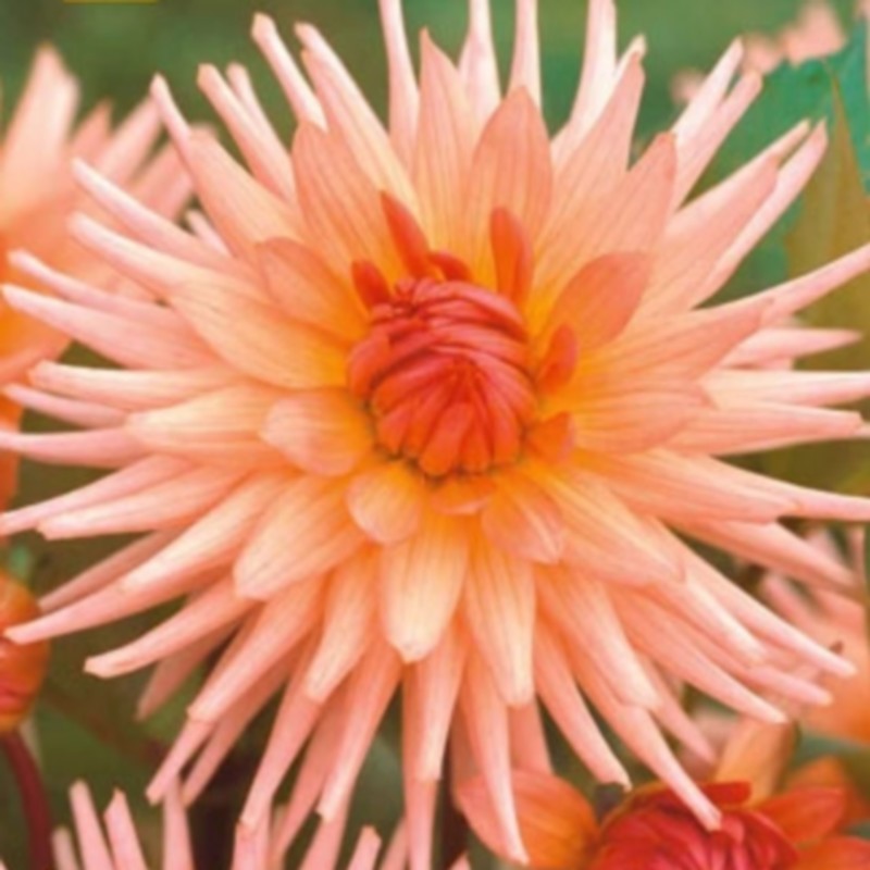 Dahlia 'Preference'