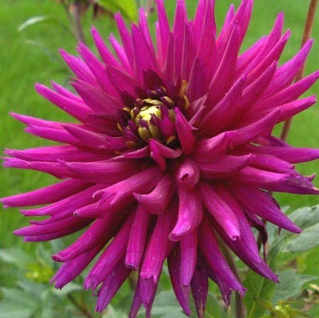 Dahlia 'Purple Gem' / 'Lila Lelie'