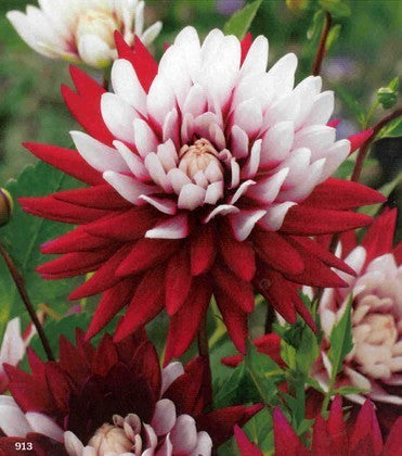 Dahlia 'Rebecca'S World''