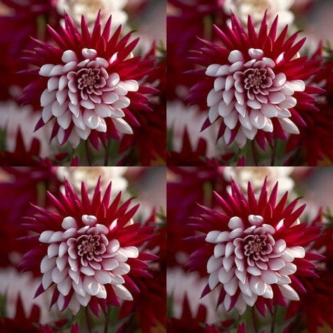 Dahlia 'Rebecca'S World''