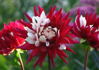 Dahlia 'Rebecca'S World''
