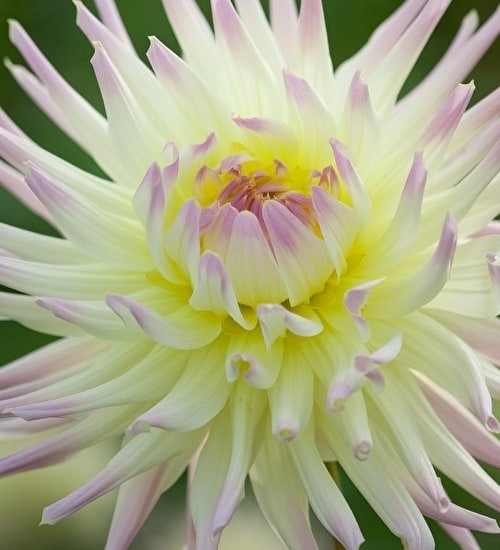 Dahlia 'Shooting Star'
