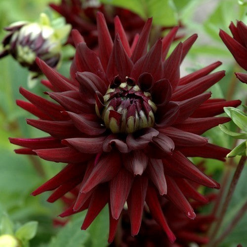 Dahlia 'Tamburo'