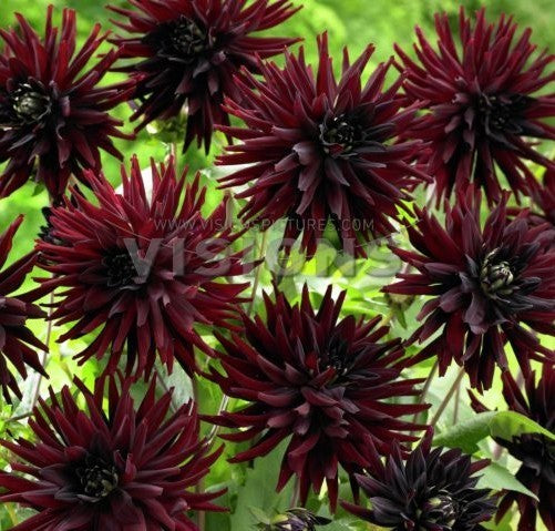 Dahlia 'Tamburo'