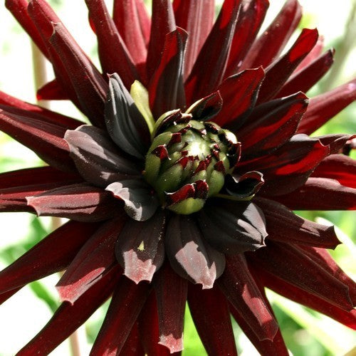 Dahlia 'Tamburo'