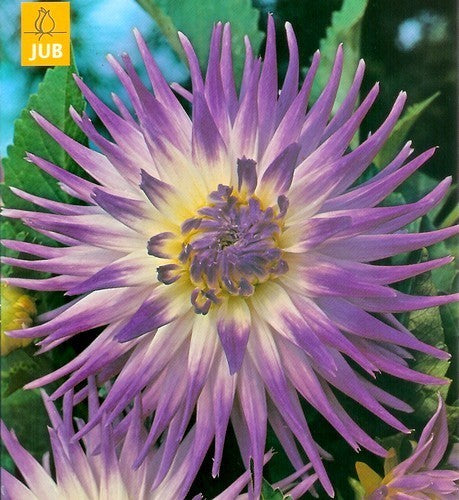 Dahlia 'Veritable'