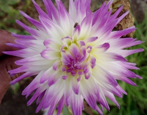 Dahlia 'Veritable'