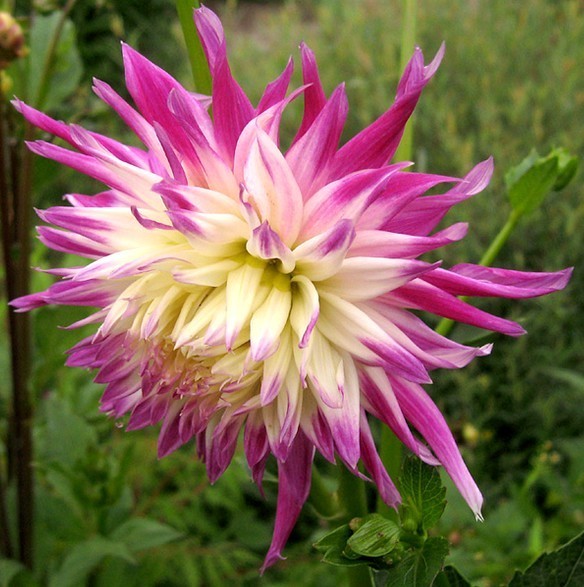 Dahlia 'Veritable'