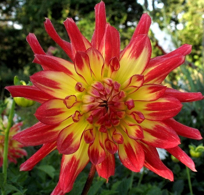 Dahlia 'Vuurvogel' / 'Bora Bora'