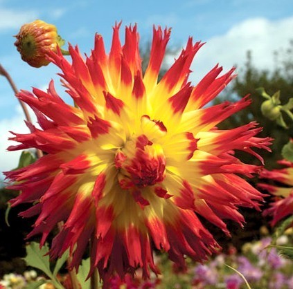 Dahlia 'Vuurvogel' / 'Bora Bora'