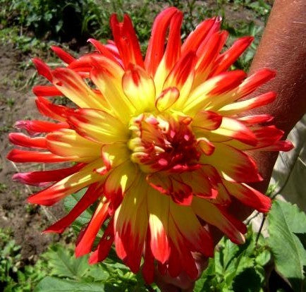 Dahlia 'Vuurvogel' / 'Bora Bora'