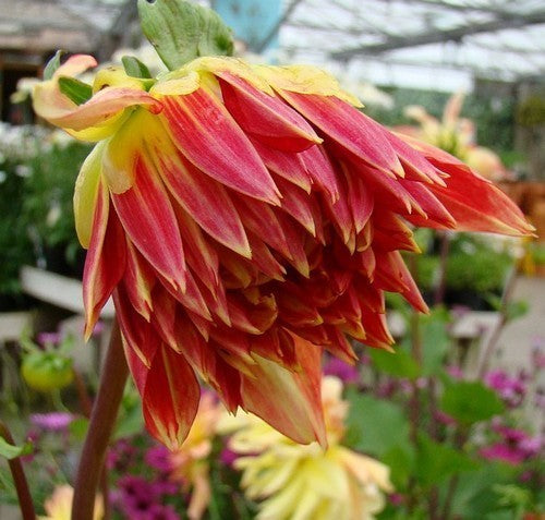Dahlia 'Vuurvogel' / 'Bora Bora'