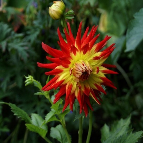 Dahlia 'Vuurvogel' / 'Bora Bora'