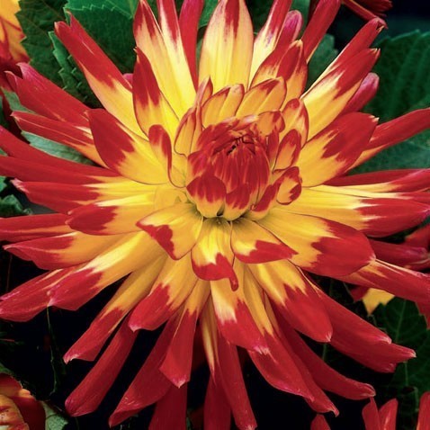 Dahlia 'Vuurvogel' / 'Bora Bora'