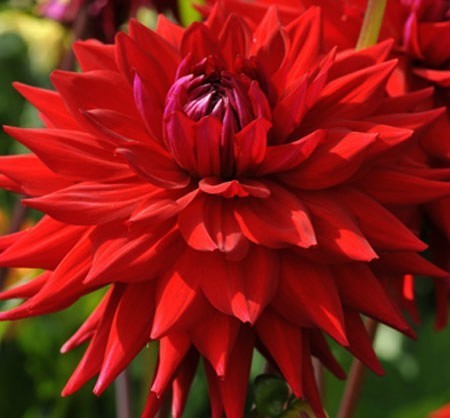 Dahlia 'Witteman'S Best''