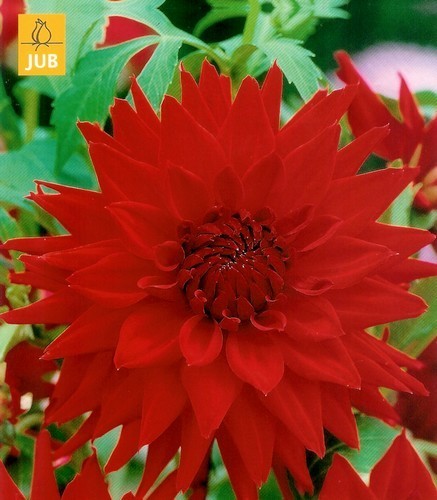 Dahlia 'Witteman'S Best''