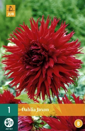 Dahlia 'Apache' / 'Jaxon'