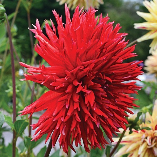 Dahlia 'Apache' / 'Jaxon'