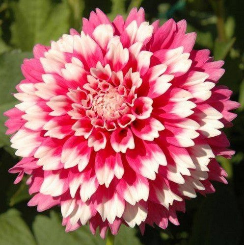 Dahlia 'Fuzzy Wuzzy'