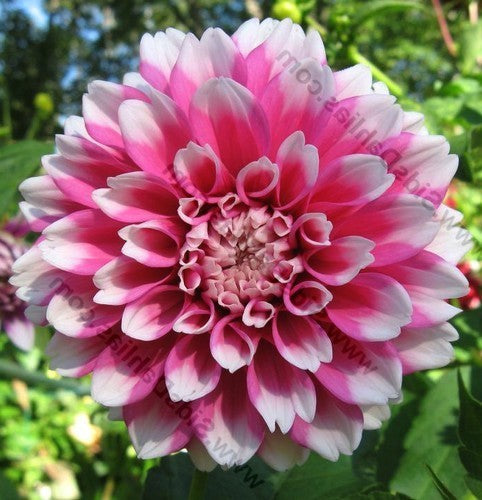 Dahlia 'Fuzzy Wuzzy'
