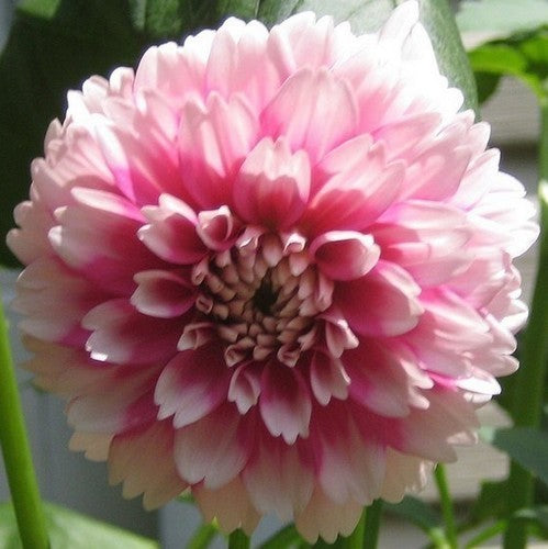 Dahlia 'Fuzzy Wuzzy'