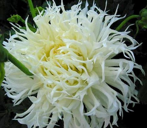 Dahlia 'Tsuki Yori No Shisha'