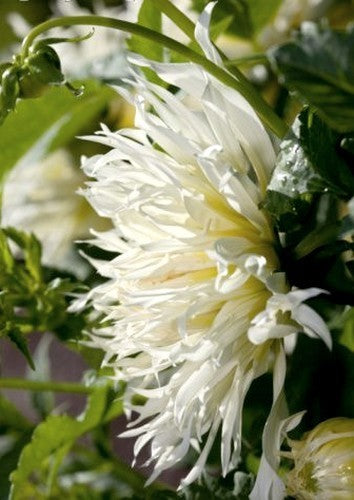 Dahlia 'Tsuki Yori No Shisha'