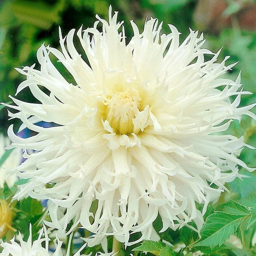 Dahlia 'Tsuki Yori No Shisha'