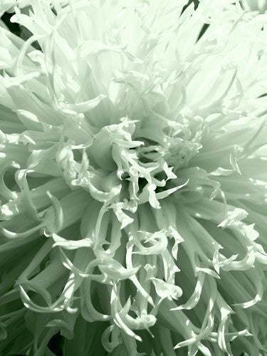 Dahlia 'Tsuki Yori No Shisha'