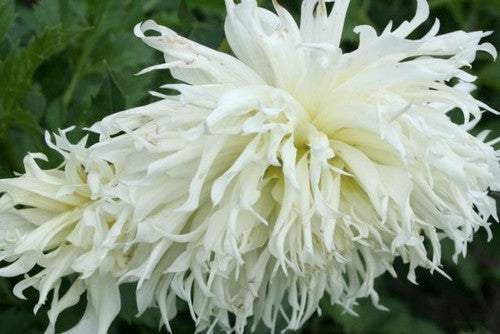 Dahlia 'Tsuki Yori No Shisha'