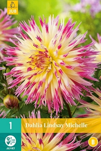 Dahlia 'Lindsay Michelle'