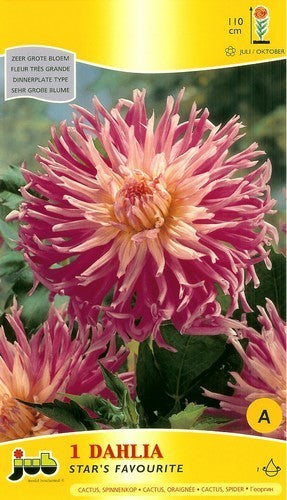 Dahlia 'Stars Favourite'