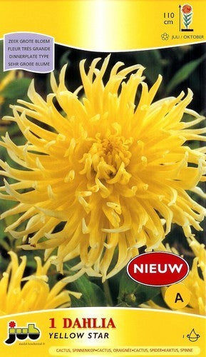 Dahlia 'Yellow Star'