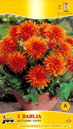 Dahlia 'Autumn Fairy'